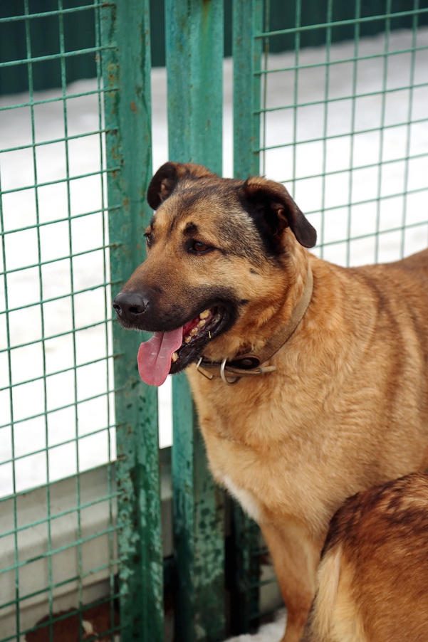 Полкан  (в хосписе)